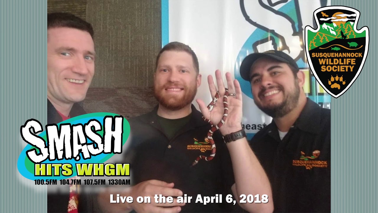 video to gif Smash Hits Radio Interview with Susquehannock Wildlife Society 4-6-18