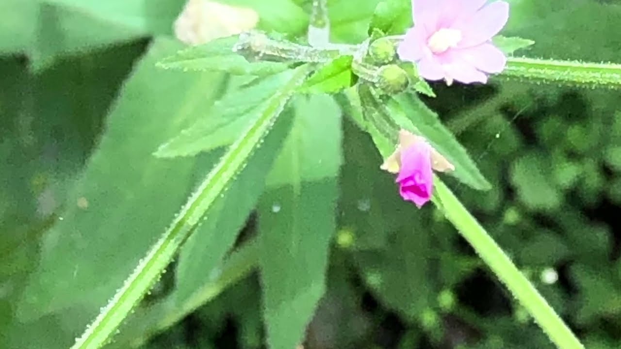 Adelfilla de flor pequeña (Epilobium parviflorum)
