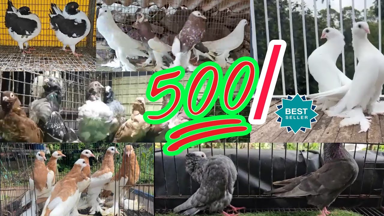 All India transportation - Megpie pouter - french modeena - German nun - Mukhi - Santinet pigeon