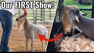 We Took 3 Bucks to Our First Goat Show… Then THIS Happened! 😳