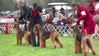 Montgomery County Kennel Club 2021 Airedale Terrier National Specialty by Sheila Tay Radcliffe 9,781 views 2 years ago 27 minutes