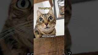 Combien de temps met ton chat pour t’oublier ? 😿💔 #shorts #chat #viedechat