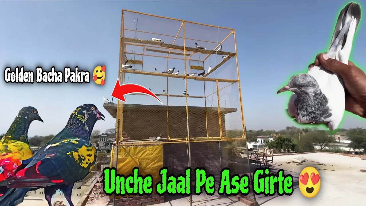 15-feet Jaal Par Bhot Kabutar Girna😍 imamdin Patha Pakra🔥