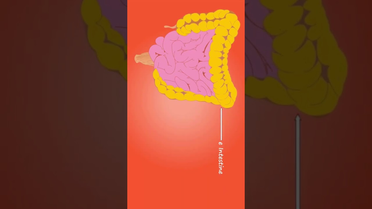 Betonin AST Syrup, sugar free, The Nutrient Powerhouse Unveiled Sugar Free , Benefits, Side Effects,