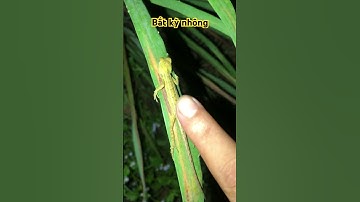 Bắt kỳ nhông con dễ thương cực dễ 1596