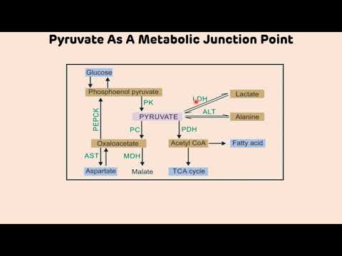 Video: Hoekom is piruvaat 'n sleutelpunt in metabolisme?