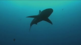 More shark activity in San Diego expected as marine heat wave pushes juvenile white sharks north