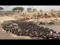 The Great Migration: Water crossings ~Ntaba African Safaris