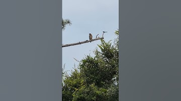 Red-shouldered hawk and mockingbird #wildlife