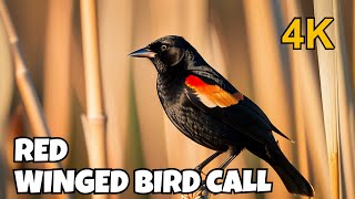 Red Winged Blackbird Call