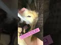 悶えながら歯磨きされるミニチュアダックスフンド #short
