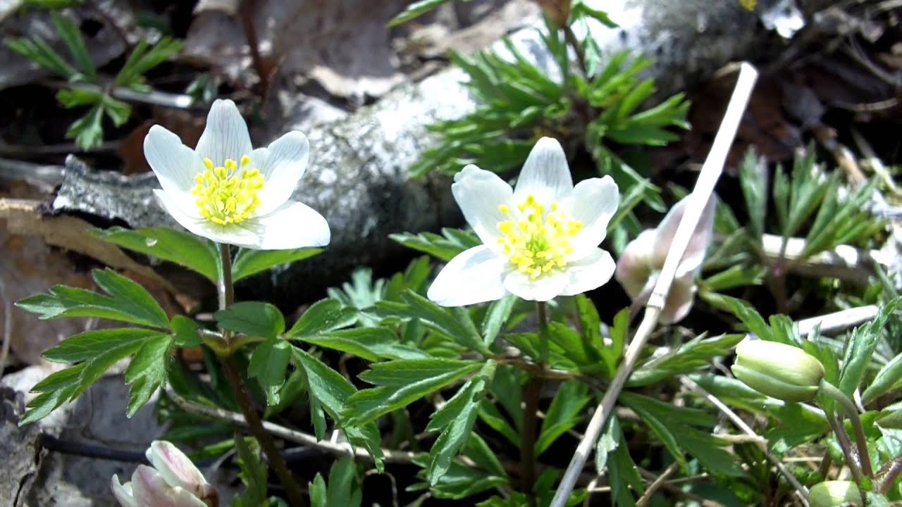 Blommande kantzoner 2016 10 02