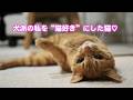 犬派の私を“猫好き”にした猫♡