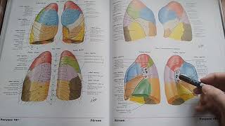 Лёгкие (pulmo) part 2 бронхиальное (arbor bronchialis) и альвеолярное дерево (arbor alveolaris)