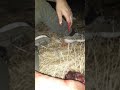شاهد مايفعله القنفد او مايسما النيص في الإنسان يرجى الاشتراك وتفعيل زر الجرس ليصلك كل جديد شاهد مايفعله القنفد او مايسما النيص في الإنسان يرجى الاشتراك وتفعيل زر الجرس ليصلك كل جديد