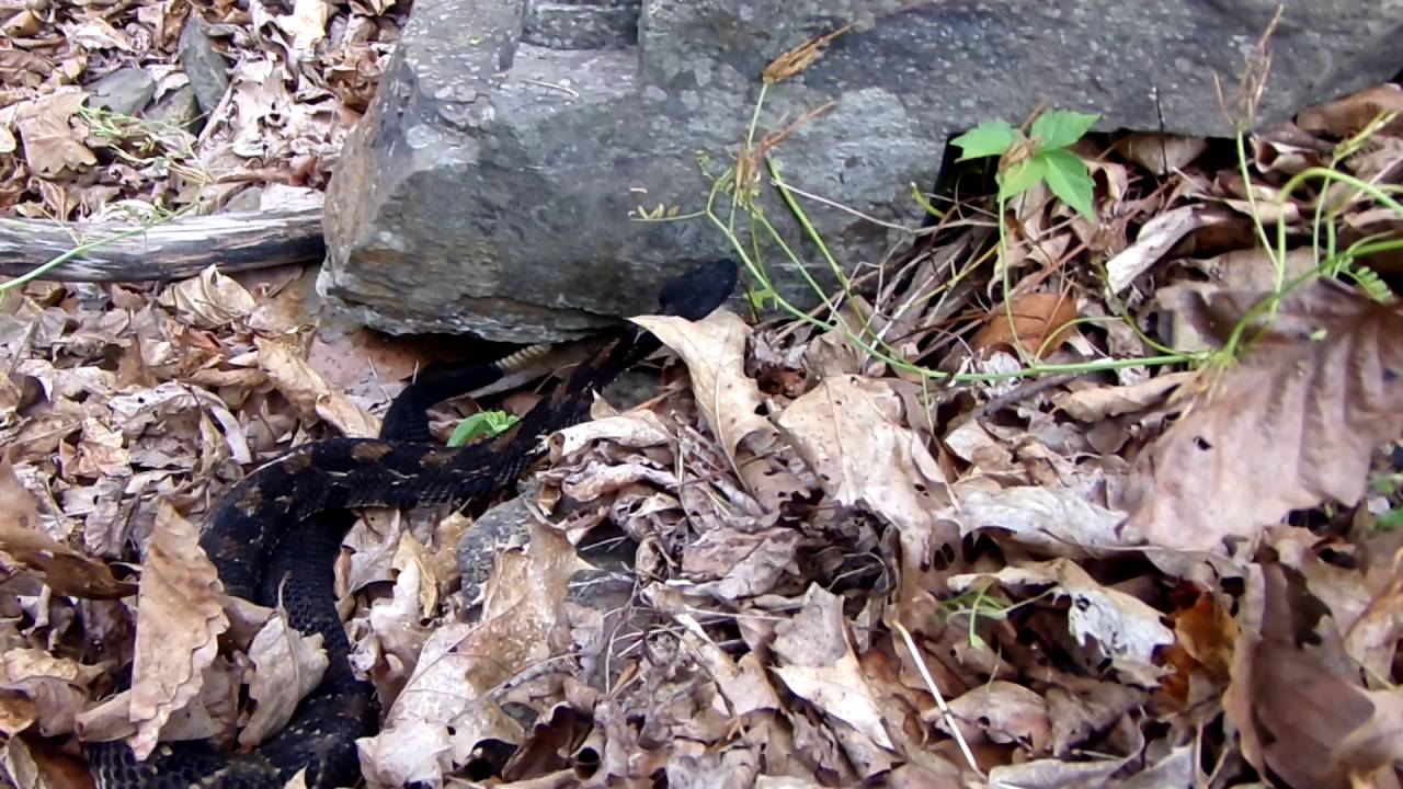 snake oil Mike Venom - Another Timber Rattlesnake