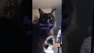 keeping an eye #bynx #judgementalpaperweight #cat