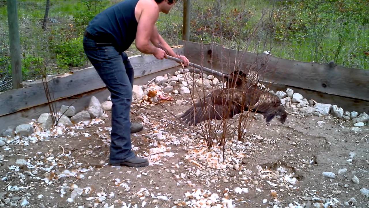 Chicken Pen Eagle trapped in chicken coop run!!!!! - youtube