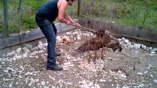 chicken coop eagle run trapped