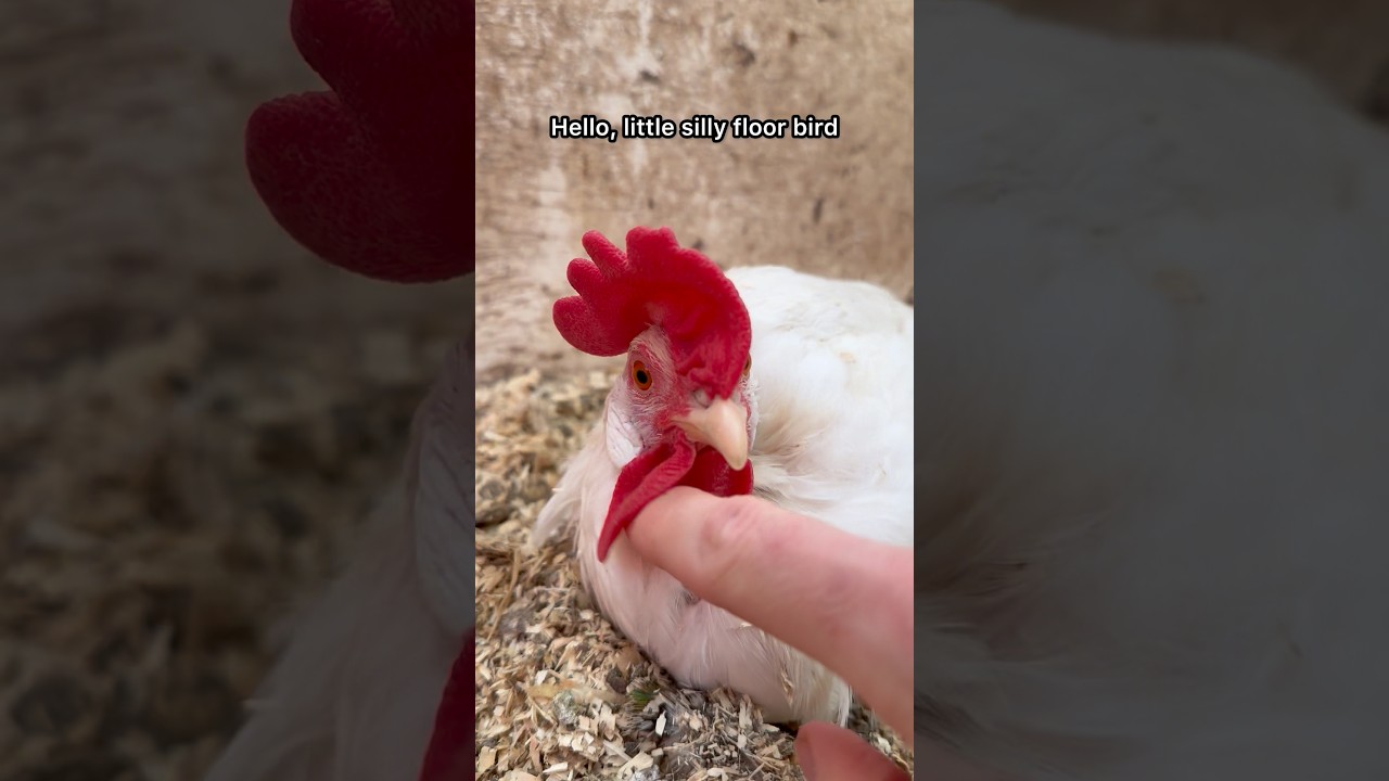 Floor Chickens Dust Bathing #fallintoshorts #chickencoop #dustbath