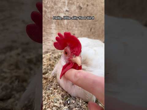 Floor Chickens Dust Bathing #fallintoshorts #chickencoop #dustbath