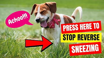 🖐️ One Simple Way to Stop Your Dog’s Reverse Sneezing Instantly 🐕