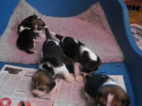 Beagle puppies 4 weeks old - YouTube