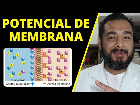 Vídeo: Todas as células têm um potencial de membrana em repouso?