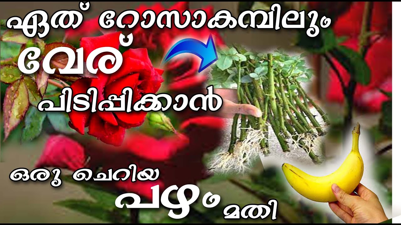 ഏത് വെറൈറ്റി റോസിലും പെട്ടന്ന് വേര് പിടിപ്പിക്കാൻ ഒരു കുഞ്ഞ് പഴം മതി/root method of a rose plant