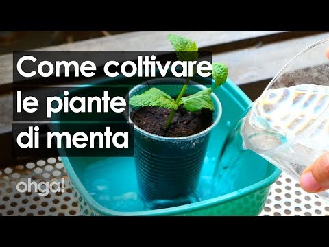 Video: Come Coltivare La Menta In Casa?