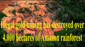 Amazon Devastated: 4,000+ ha Destroyed by Illegal Gold Mining in Indigenous Lands 😱#IllegalMining
