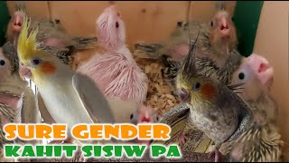 COCKATIEL BREEDER NA SURE GENDER ANG MGA ANAK