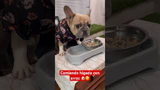 Lunch break del firulais #corridos #cachorrosdivertidos #frenchbulldog #puppy #sanfrancisco