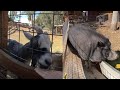 VR180 3D Animal Petting Farm Greenspot Farm - Goats Pig Bunnies Cow
