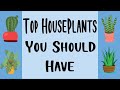 Top houseplants you should have