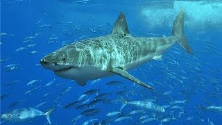 ТОП 10 САМЫХ ОПАСНЫХ ЖИВОТНЫХ МИРА ТОП 10 САМЫХ ОПАСНЫХ ЖИВОТНЫХ МИРА