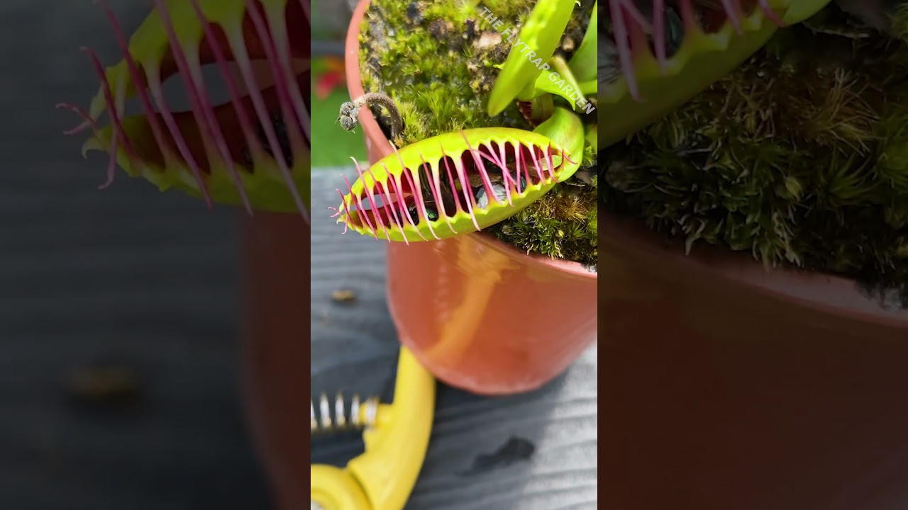 How Many Flies Can a Venus Flytrap Eat? - YouTube