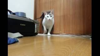 【CATDOOR】ネコドアを設置してみた