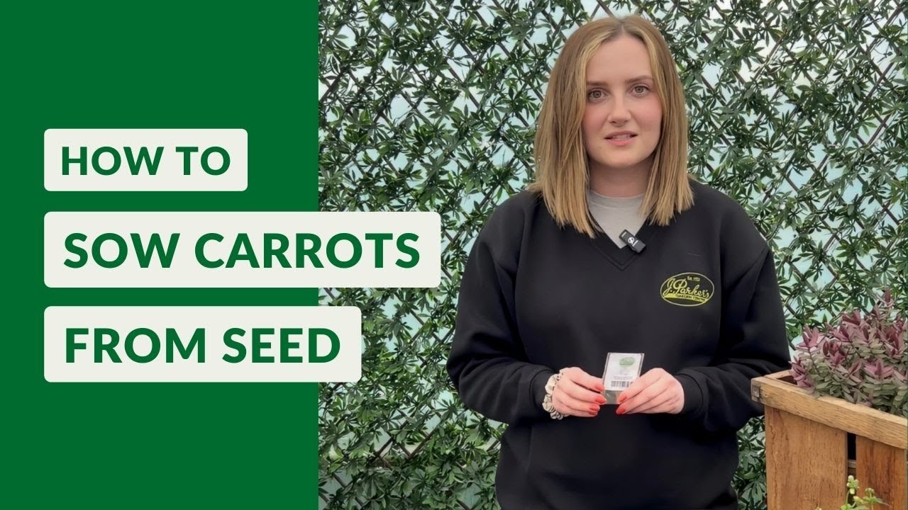 How To Sow Carrot Seeds YouTube how-to-sow-carrot-seeds-youtube