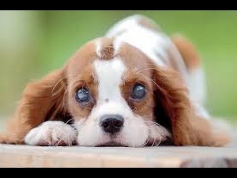 tratamiento natural para la infección del ojo del perro tratamiento natural para la infección del ojo del perro
