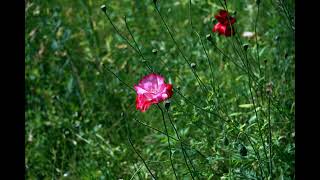 Chopin - Nocturne No 1 In B Flat Minor, Op 9 No 1