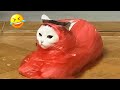 笑いすぎて涙が出るほど面白い動物たち！😂