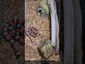 Milk Snake Habitat