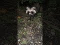 夜の子タヌキ、かわいくしてます①