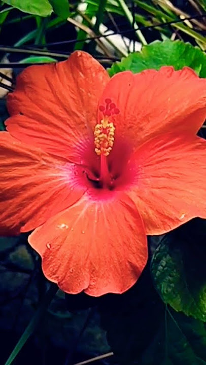 Beautiful hibiscus flowers in my home garden 🌹🌺🌺🌺#trendingshorts #flowers #gardenflowers #flowerty
