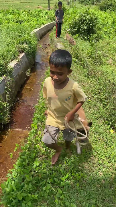 tinggi semangat adek ini berburu babi hutan #boarhunting #doghunter #shortvideo #huntingdog