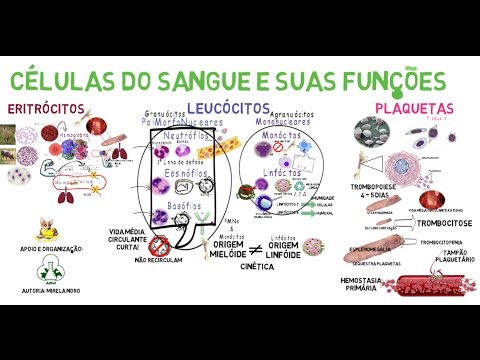 Vídeo: Diferença Entre Células Progenitoras E Células Precursoras