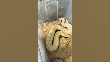 Thumbnail of She really likes corn #reptiles #snakes #shorts