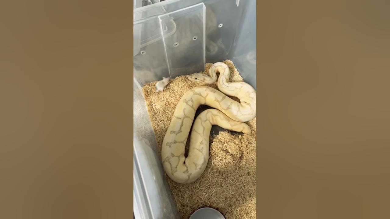 She really likes corn #reptiles #snakes #shorts She really likes corn #reptiles #snakes #shorts