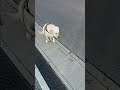 さあ行こう　#japan #funnydogs #short #shortsyoutube #gardening #travel #羽生牧場 2024年1月15日